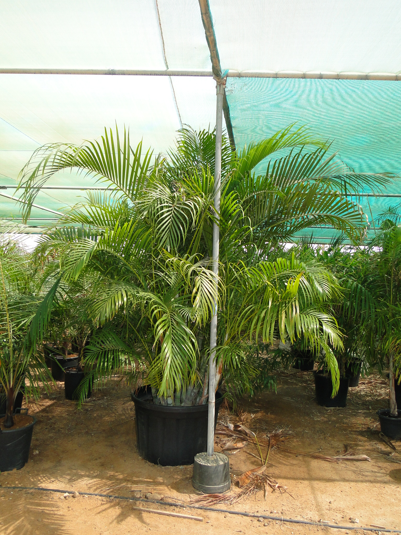 Acacia Plants And Trees