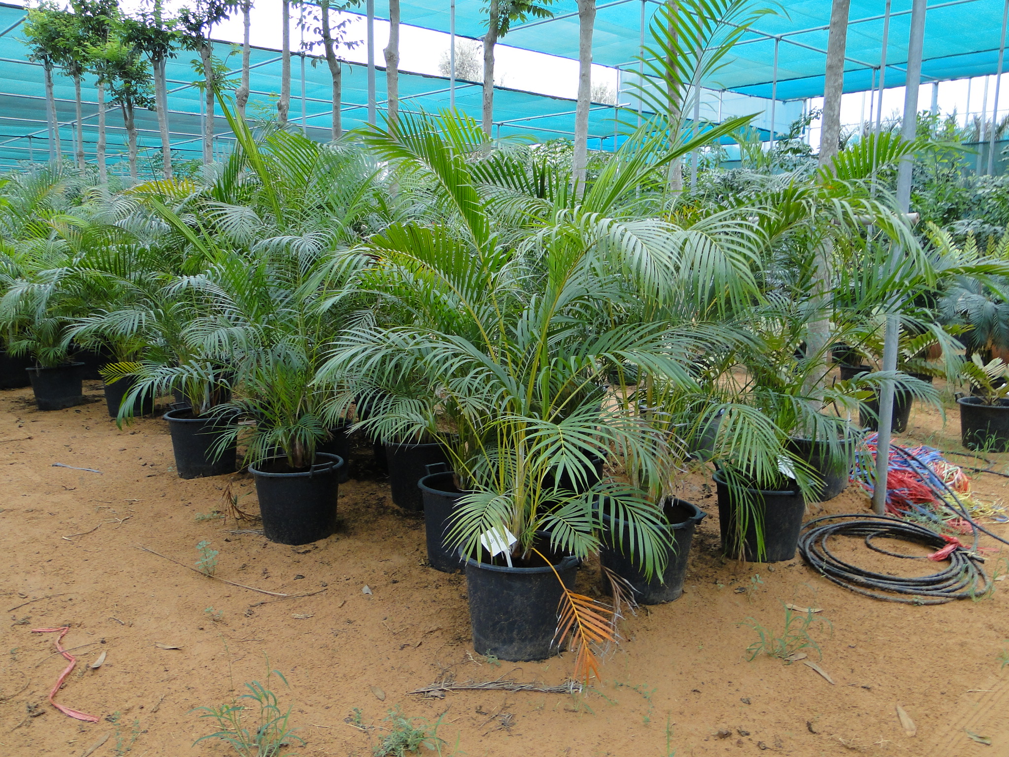 Acacia Plants And Trees